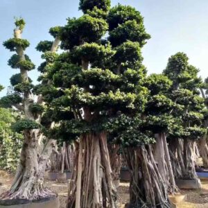 3.4m long aerial root cloud ficus