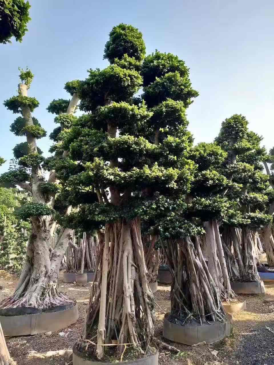 3.4m long aerial root cloud ficus