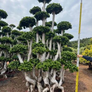 3.4m multi stem tiered landscape ficus