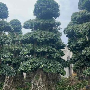 3.4m multi trunk aerial root ficus landscape tree