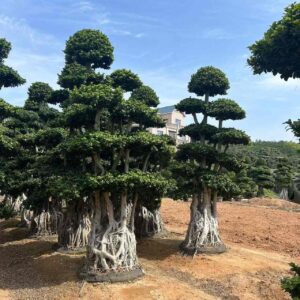 3.5m giant multi stem aerial root ficus tree