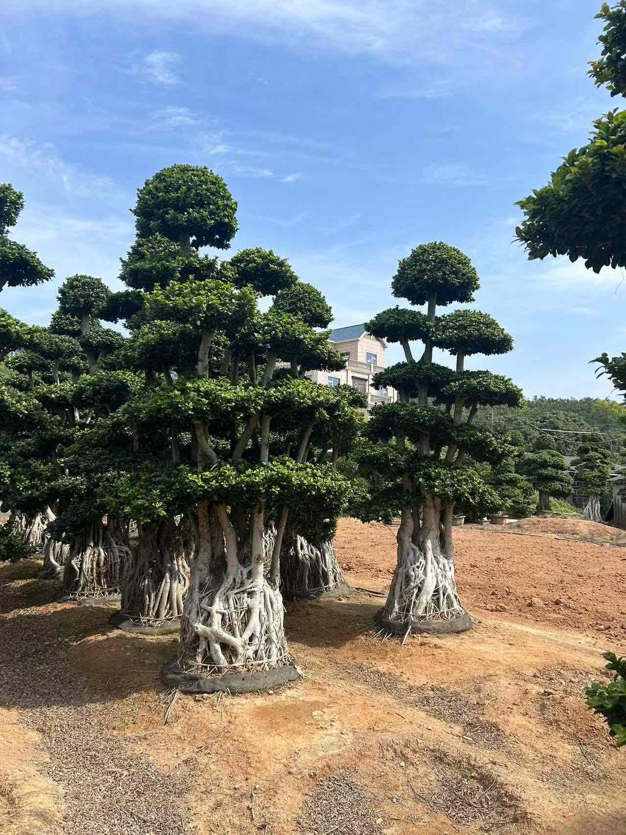 3.5m giant multi stem aerial root ficus tree