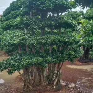 3.5m multi layer aerial root ficus landscape tree