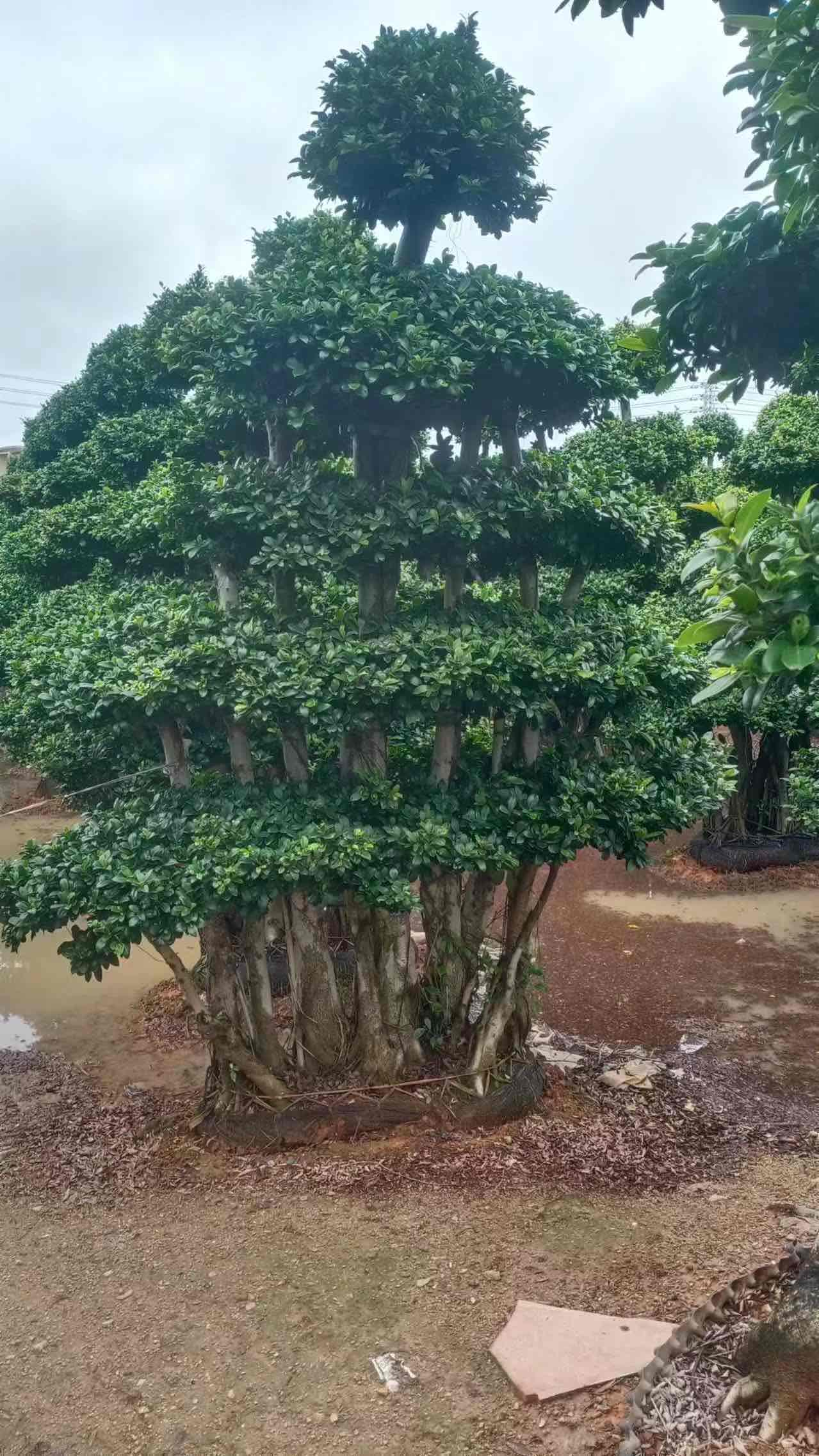 3.5m multi layer aerial root ficus landscape tree