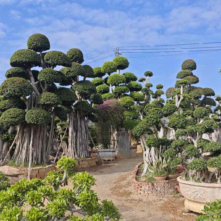 3.8m multi stump cloud ficus microcarpa, road scenic landscaping
