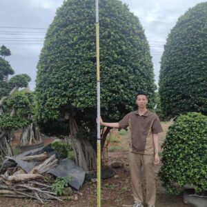 3m large ficus microcarpa tree with solid pyramid full canopy and multi stem root base