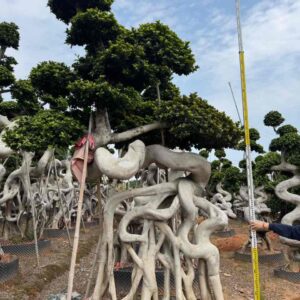 5m intertwined art root ficus tree