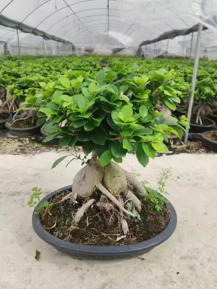 180g twisted caudex indoor ficus ginseng