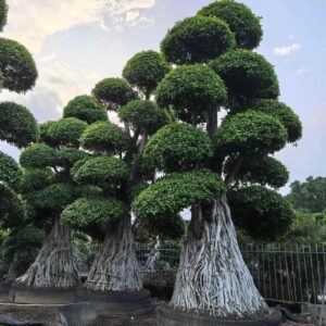 group connected stump ficus microcarpa, height 3.5m, multi layer cloud round crowns