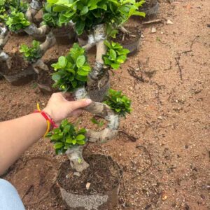 mini mixed shape ginseng ficus potted seedling bulk supply