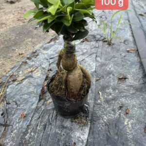 multi branch s curve handheld ornamental ficus tree
