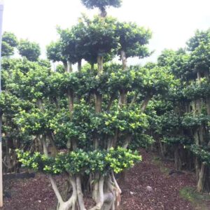 multi stem clump ficus microcarpa, height 2.9m, tapered tiered round foliage canopy