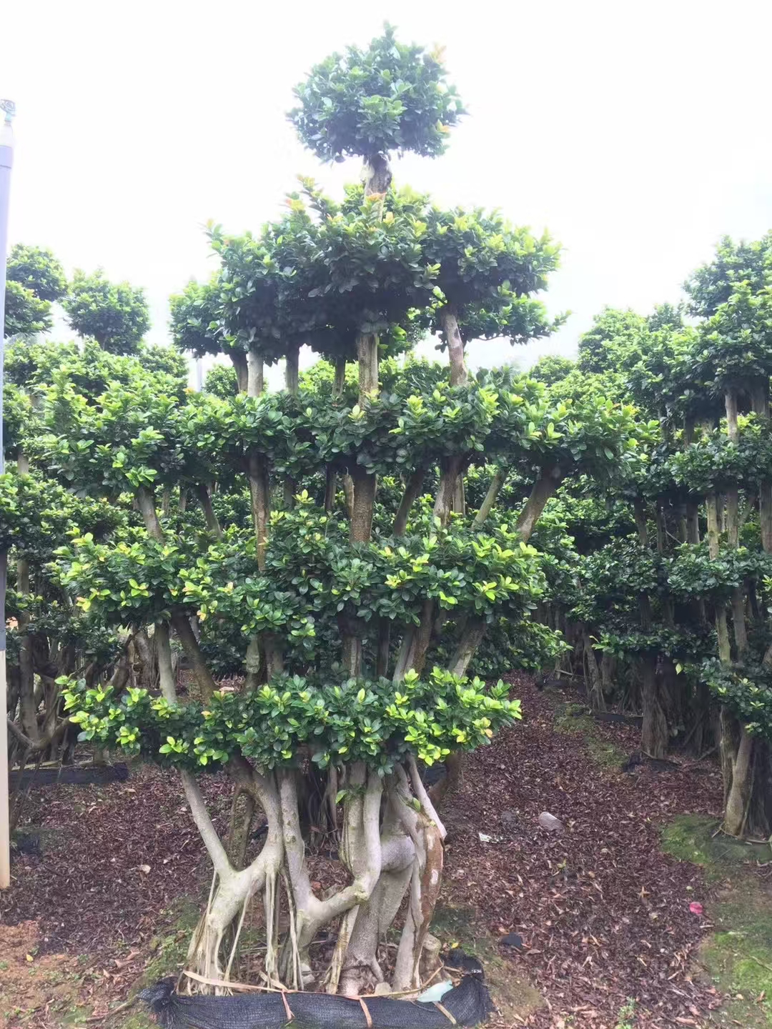 multi stem clump ficus microcarpa, height 2.9m, tapered tiered round foliage canopy