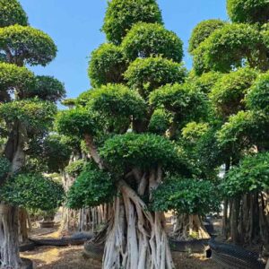 old big stump ficus microcarpa, height 3.8m, multi tier cloud ball canopy with massive tuberous roots