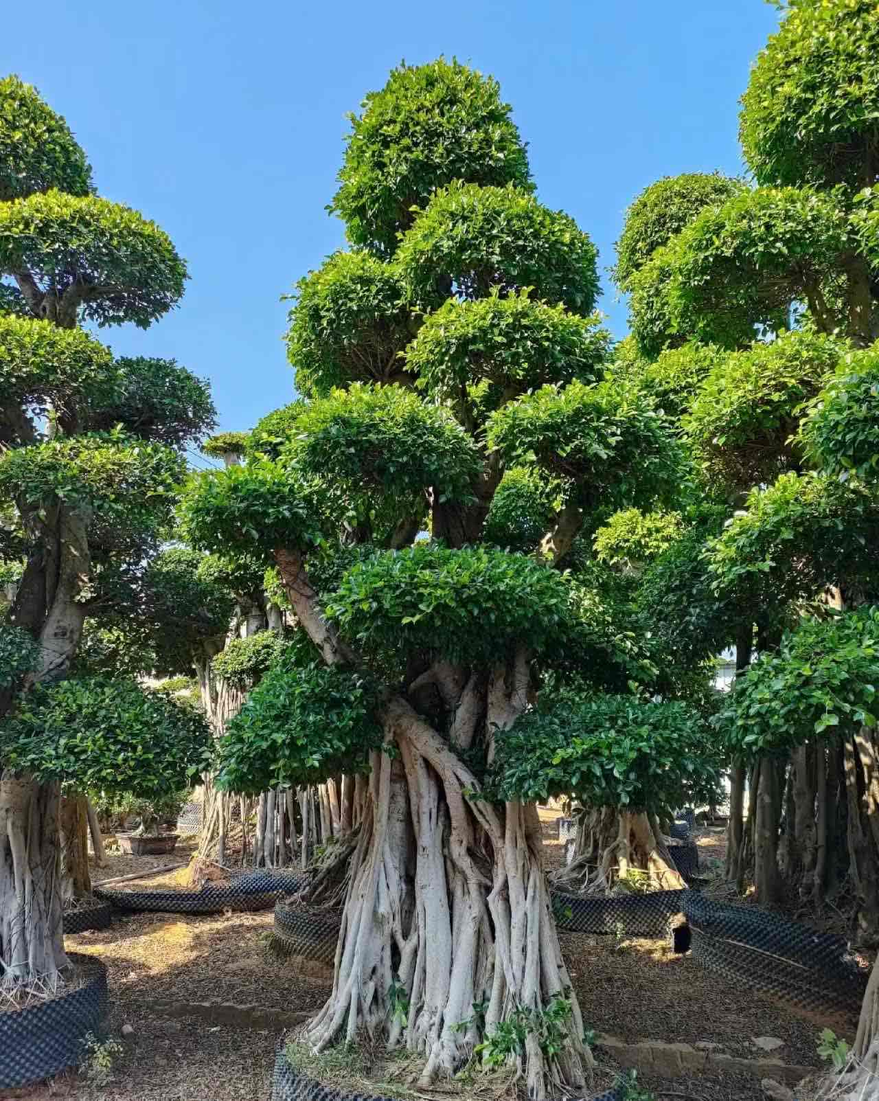 old big stump ficus microcarpa, height 3.8m, multi tier cloud ball canopy with massive tuberous roots