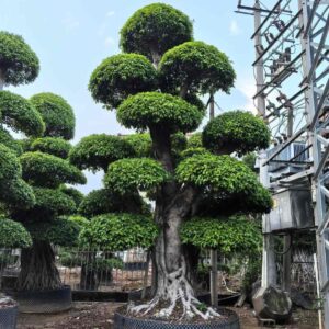single trunk ficus microcarpa 3.2m stepped tiered cloud round canopy
