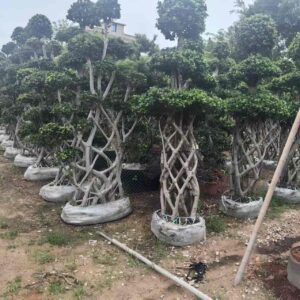 4m highwoven cage trunk ficus microcarpa with round foliage clusters on top