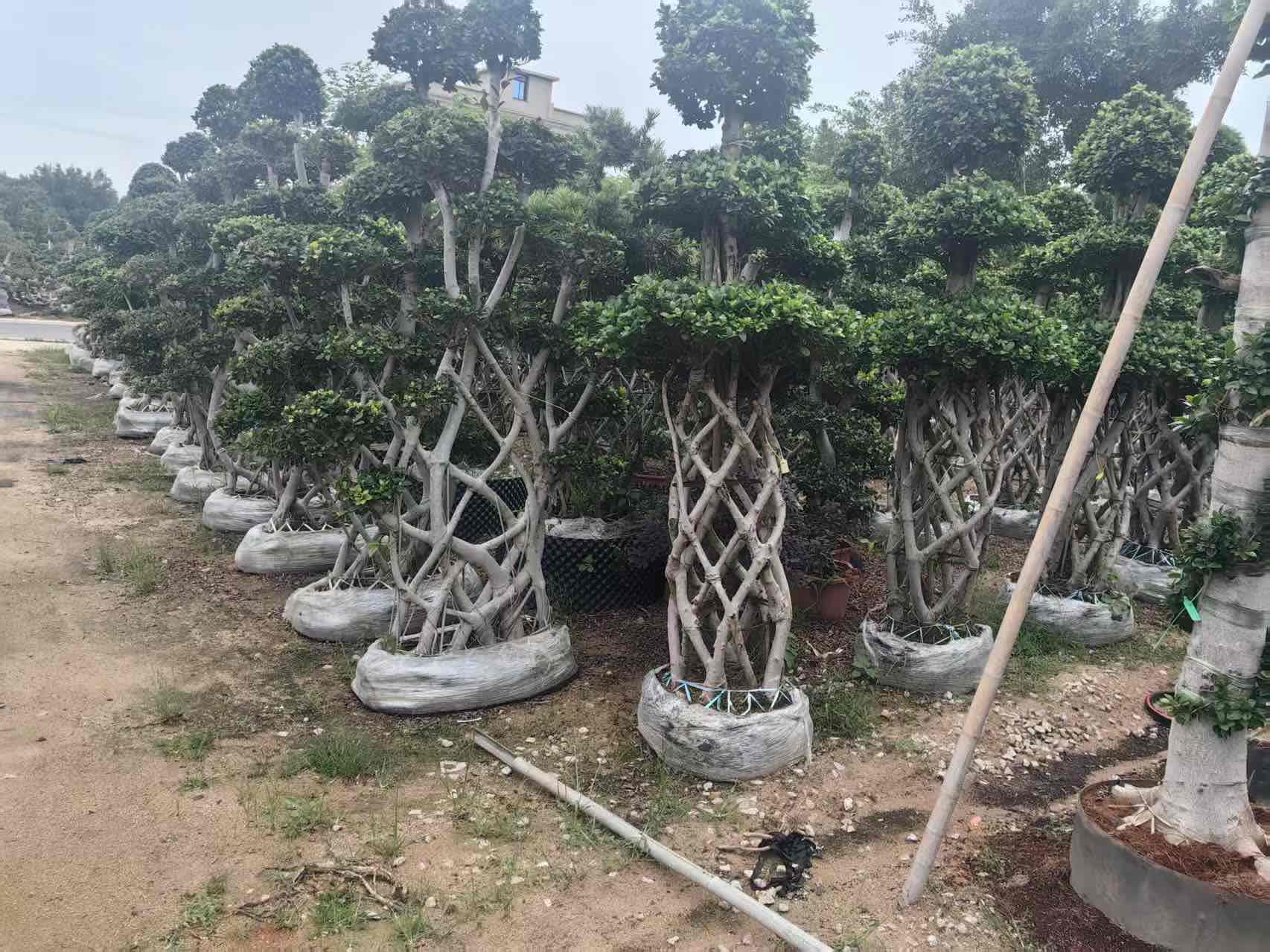 4m highwoven cage trunk ficus microcarpa with round foliage clusters on top