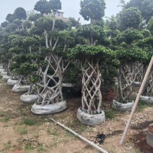 woven cage trunk ficus microcarpa with round foliage clusters on top