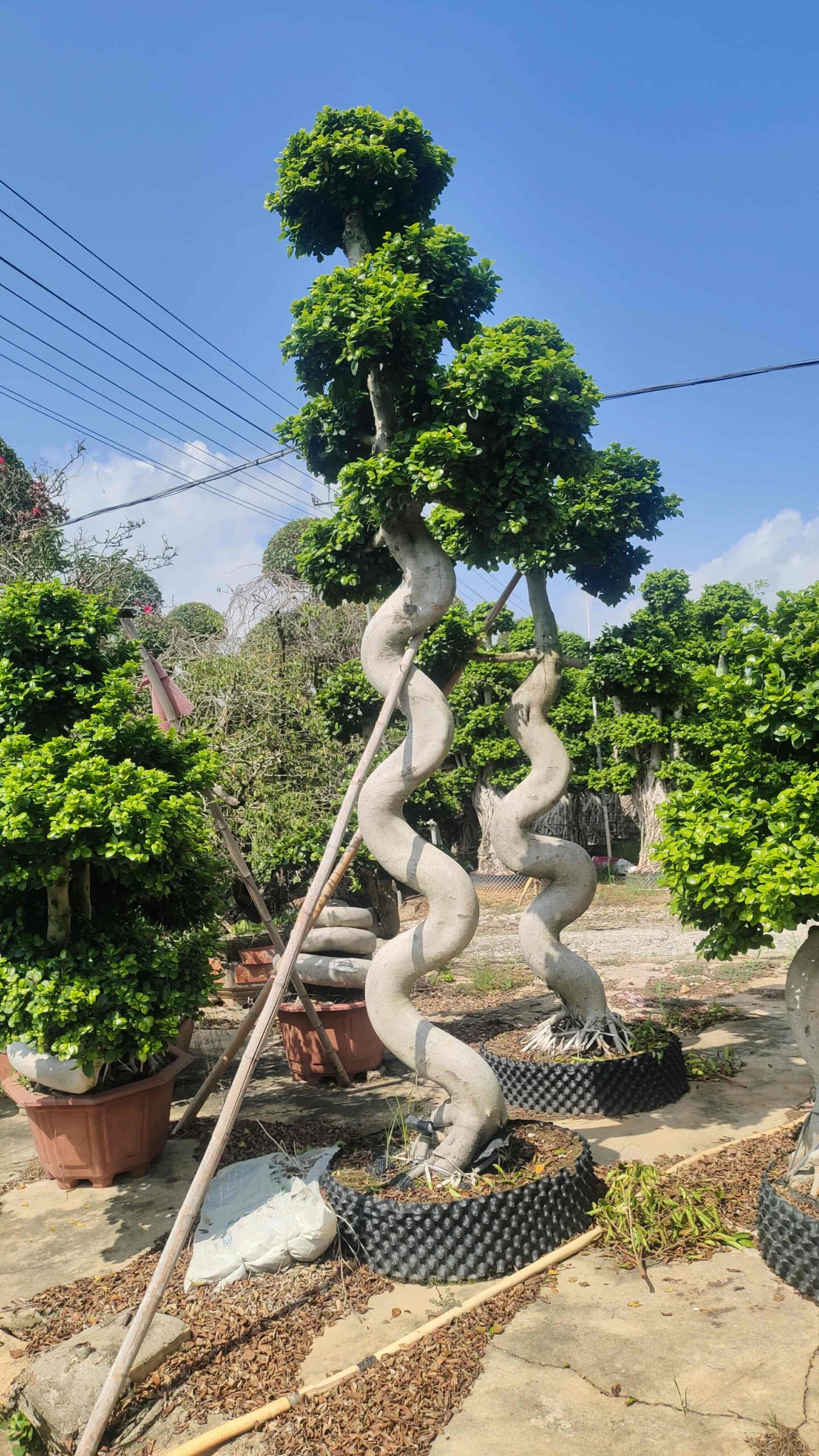 2.8m s spiral single trunk ficus bonsai - 图片 2