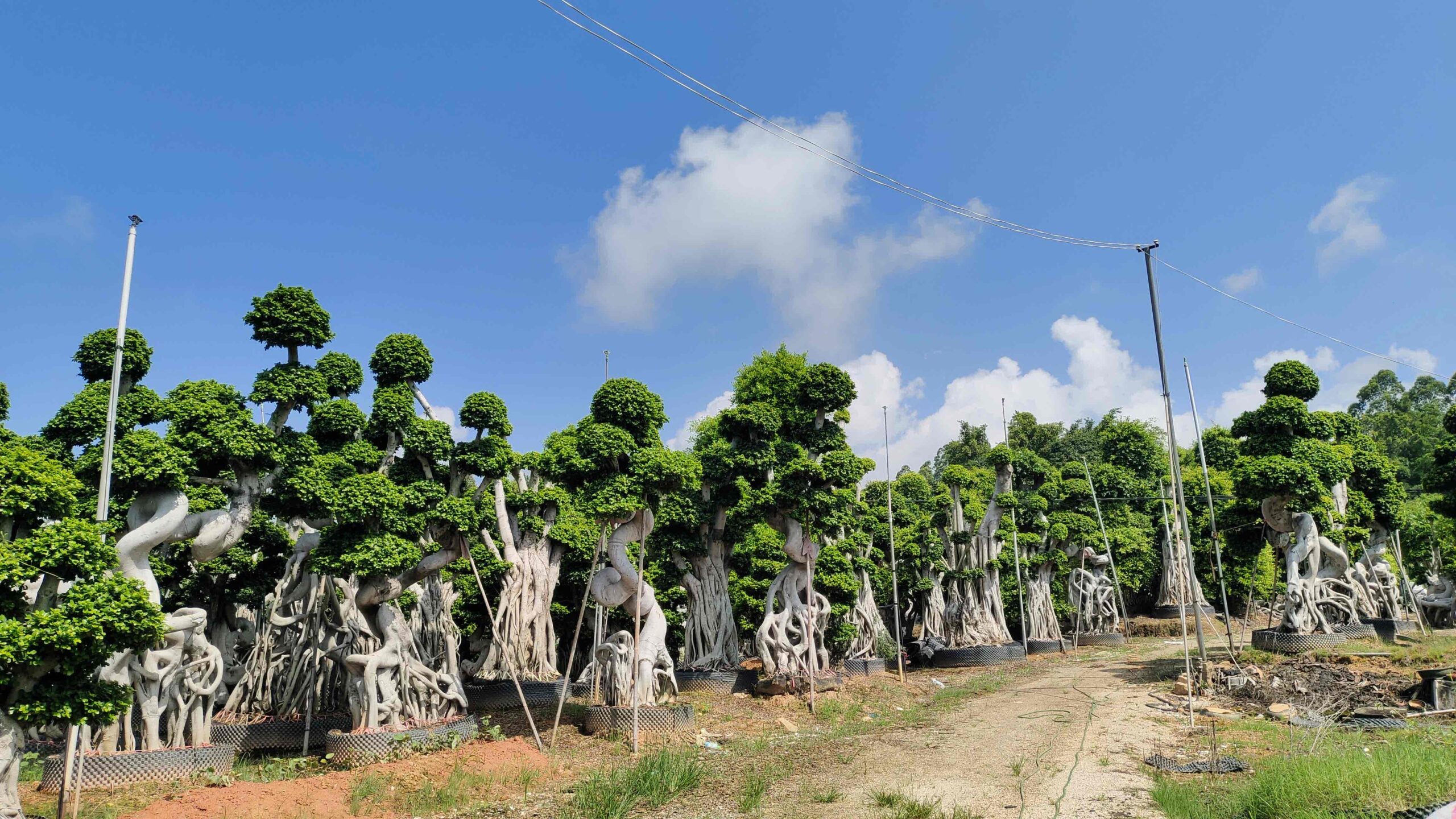 2.8m s spiral single trunk ficus bonsai - 图片 4