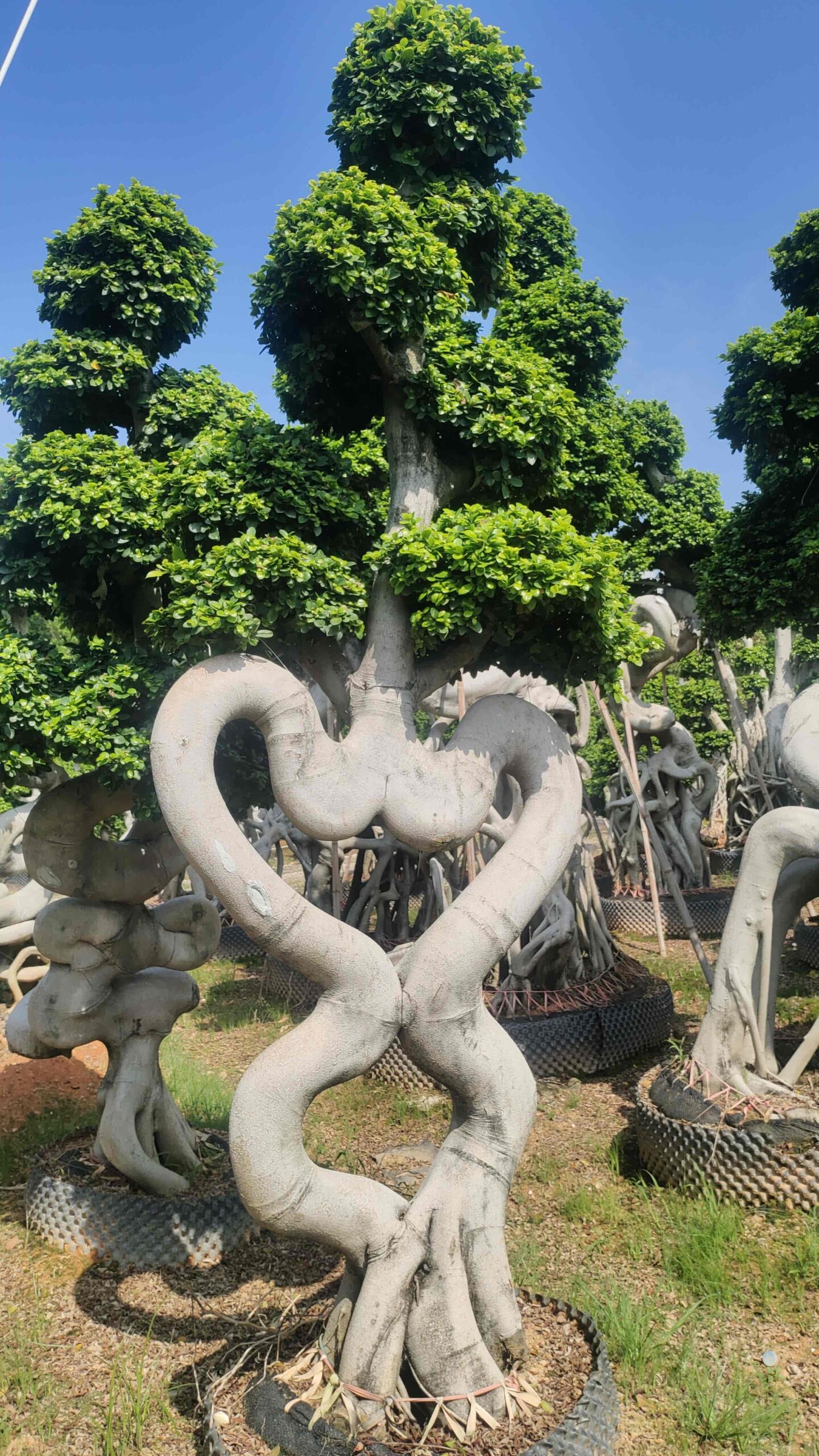 3.0m heart shape twisted trunk ficus bonsai - 图片 2