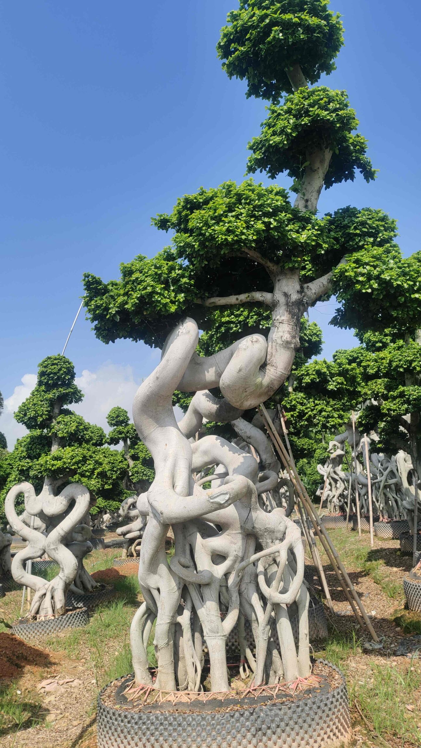2.8m s spiral single trunk ficus bonsai - 图片 3